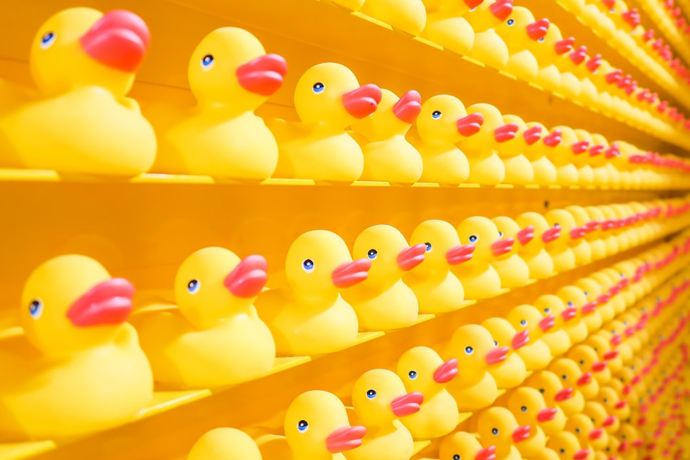 Bright yellow rubber duckies